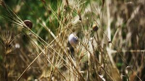 Preview wallpaper grass, snails, down, crawl, summer