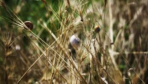 Preview wallpaper grass, snails, down, crawl, summer