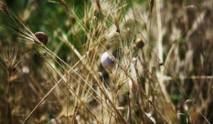 Preview wallpaper grass, snails, down, crawl, summer