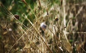 Preview wallpaper grass, snails, down, crawl, summer