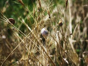 Preview wallpaper grass, snails, down, crawl, summer