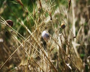 Preview wallpaper grass, snails, down, crawl, summer