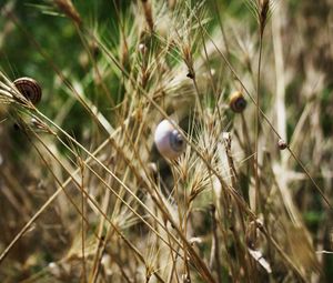 Preview wallpaper grass, snails, down, crawl, summer