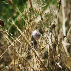 Preview wallpaper grass, snails, down, crawl, summer