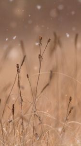 Preview wallpaper grass, snow, blur, macro