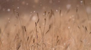 Preview wallpaper grass, snow, blur, macro