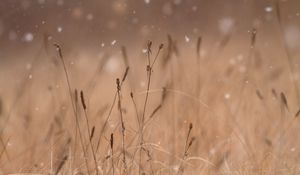 Preview wallpaper grass, snow, blur, macro