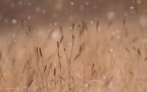 Preview wallpaper grass, snow, blur, macro