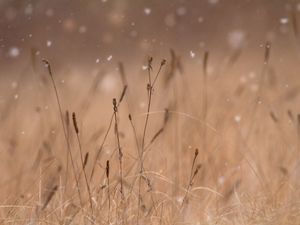 Preview wallpaper grass, snow, blur, macro
