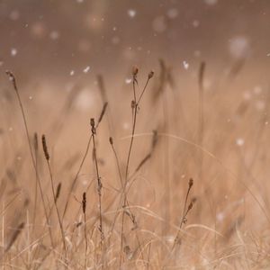 Preview wallpaper grass, snow, blur, macro