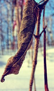 Preview wallpaper grass, snow, branch, dry, winter