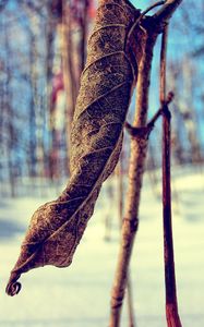 Preview wallpaper grass, snow, branch, dry, winter