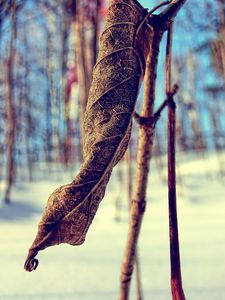 Preview wallpaper grass, snow, branch, dry, winter