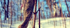 Preview wallpaper grass, snow, branch, dry, winter