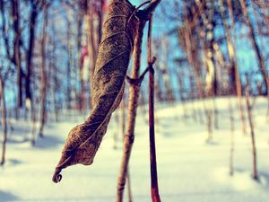 Preview wallpaper grass, snow, branch, dry, winter