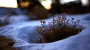 Preview wallpaper grass, snow, flowers