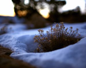 Preview wallpaper grass, snow, flowers