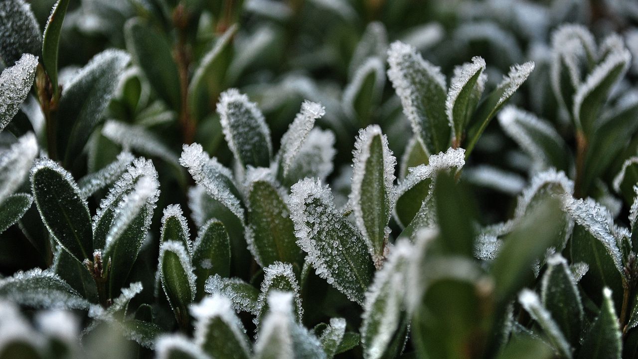 Wallpaper grass, snow, frost