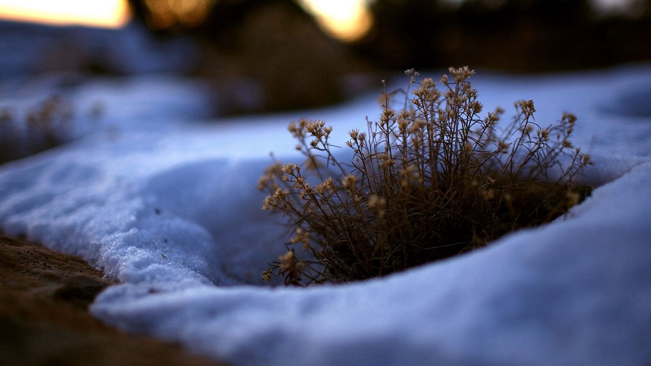 Wallpaper grass, snow, melt, spring