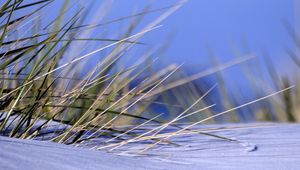 Preview wallpaper grass, snow, snowdrift