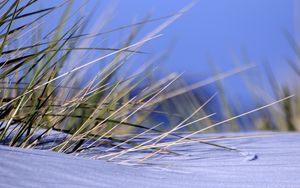 Preview wallpaper grass, snow, snowdrift