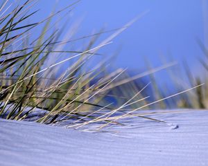 Preview wallpaper grass, snow, snowdrift