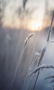 Preview wallpaper grass, snow, winter, macro