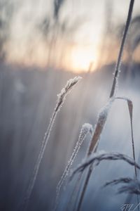 Preview wallpaper grass, snow, winter, macro