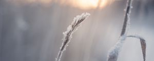 Preview wallpaper grass, snow, winter, macro