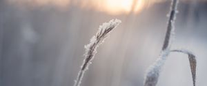 Preview wallpaper grass, snow, winter, macro