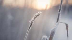 Preview wallpaper grass, snow, winter, macro