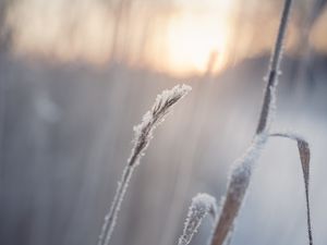 Preview wallpaper grass, snow, winter, macro