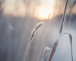 Preview wallpaper grass, snow, winter, macro