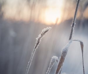 Preview wallpaper grass, snow, winter, macro