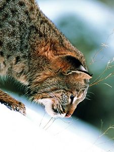 Preview wallpaper grass, snow, winter, slope, lynx