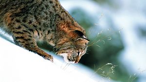 Preview wallpaper grass, snow, winter, slope, lynx