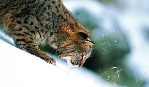 Preview wallpaper grass, snow, winter, slope, lynx