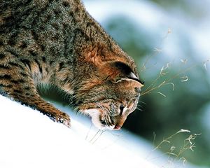 Preview wallpaper grass, snow, winter, slope, lynx