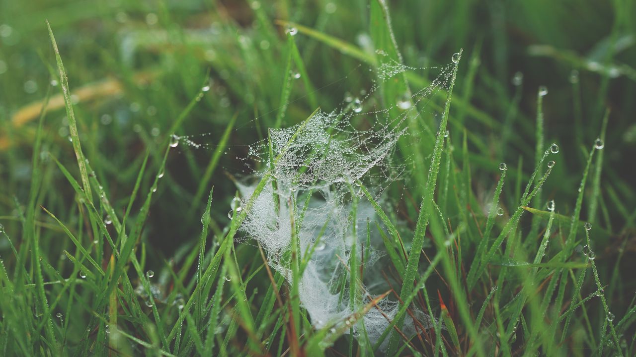 Wallpaper grass, spiderweb, dew