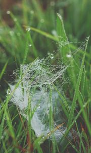 Preview wallpaper grass, spiderweb, dew