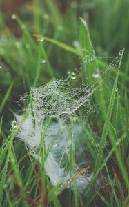 Preview wallpaper grass, spiderweb, dew