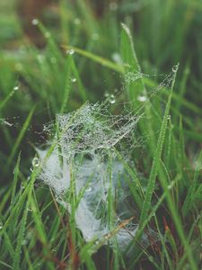 Preview wallpaper grass, spiderweb, dew