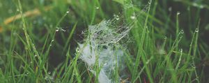 Preview wallpaper grass, spiderweb, dew