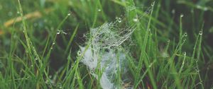 Preview wallpaper grass, spiderweb, dew