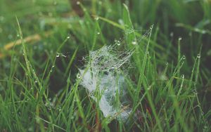 Preview wallpaper grass, spiderweb, dew