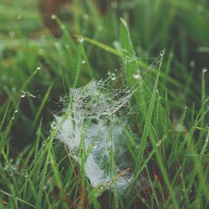 Preview wallpaper grass, spiderweb, dew