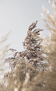 Preview wallpaper grass, spike, plant, grain, macro