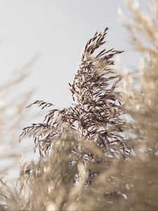 Preview wallpaper grass, spike, plant, grain, macro