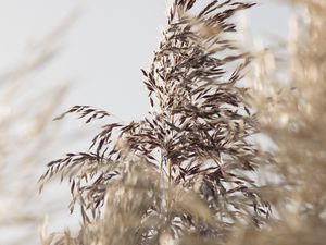 Preview wallpaper grass, spike, plant, grain, macro