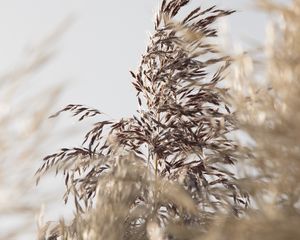 Preview wallpaper grass, spike, plant, grain, macro